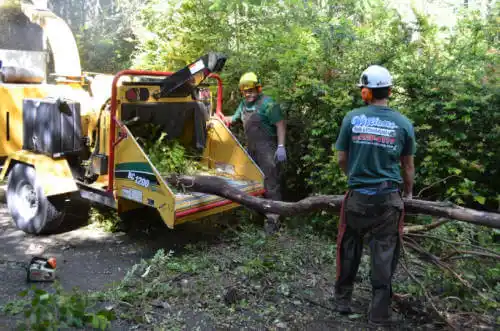 tree services Cedar Rapids